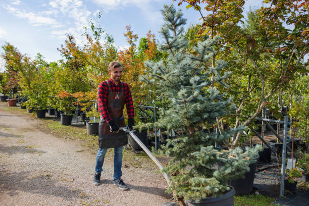 Reliable Anadarko, OK Tree Service Solutions